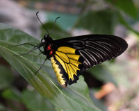 Troides rhadamantus - великолепная бабочка для подарка в "живой открытке".